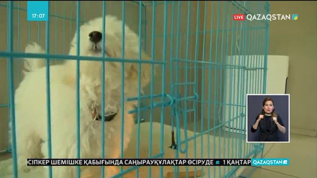 Қонақ үйде тұратын иттер