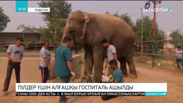 Үндістанда пілдер үшін госпиталь ашылды