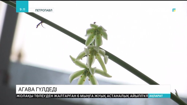 Петропавлда агава гүлдеді