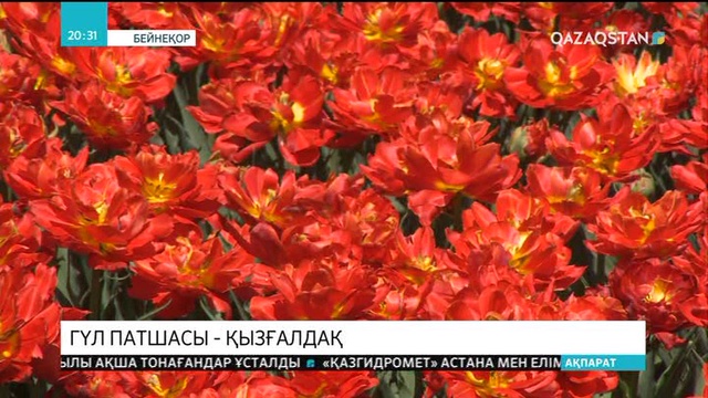 Елбасы мақаласында Алматының символына айналған алмаға тоқталғандығының астарында маңыз бар