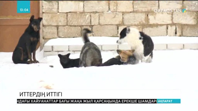 Соңғы 6 айда елімізде 30 мыңға жуық адам иттердің шабуылынан зардап шеккен