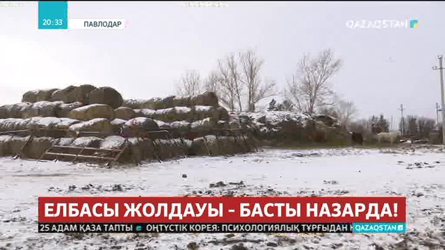 Оңтүстіктен Павлодарға қоныс аударғандар мал шаруашылығымен айналысып жатыр