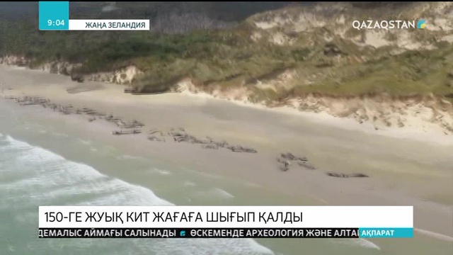 Жаңа Зеландияда 145 кит жағаға шығып қалды