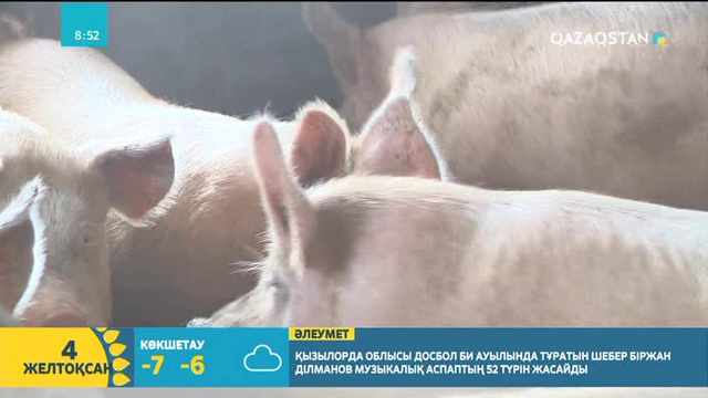 АҚШ пен Ұлыбританияның арасындағы соғыстың пайда болуына шошқа түрткі болған