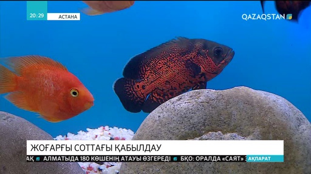 Қазақстандықтар Жоғарғы Сотпен бейнебайланысқа шыға алады