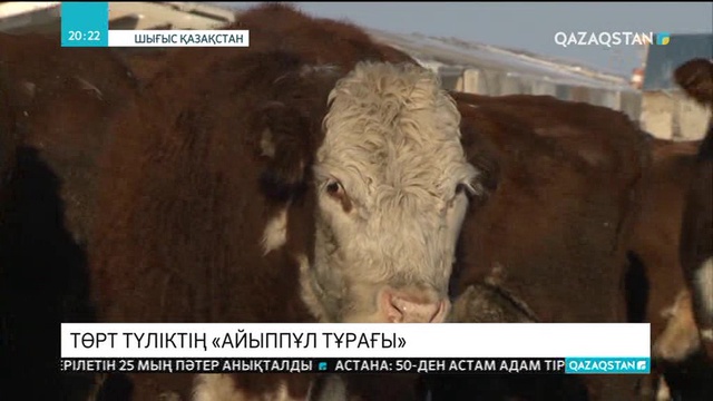 ШҚО-да малға арналған «айыппұл тұрағы» көбейіп келеді
