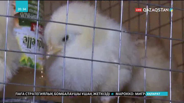 Петропавлда сатушылар өзара келісіп тауық етін қымбаттатқан