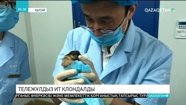 Қытайда тұңғыш рет ит клондалды