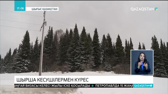 Шыршаларды заңсыз кесетіндерге қарсы жұмыс күшейді