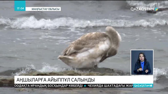Маңғыстау облысында браконьерлерге айыппұл салынды