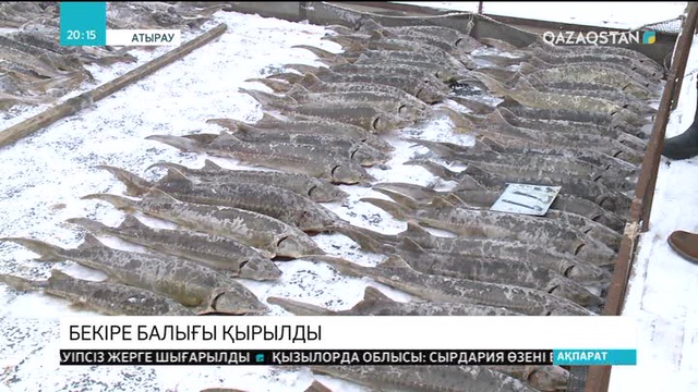 Атыраудағы бекіре өсіру зауытында балық қырылып қалды