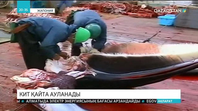 Жапония 2019 жылы Кит аулау жөніндегі халықаралық комиссиядан шығатынын жариялады