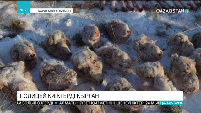 Қарағанды облысында полиция капитаны киіктерді қырған