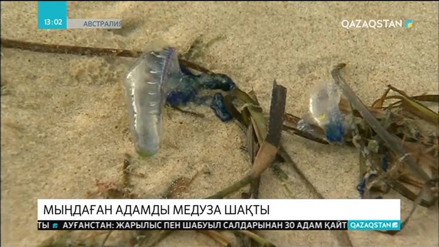 Австралия жағалауында мыңдаған адамды медуза шақты