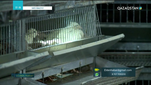 16.01.2019 - Elden habar (Елден хабар) (Толық нұсқа)