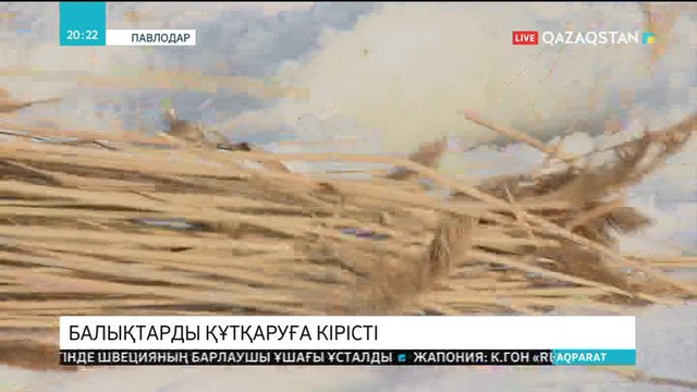 Ертіс өзенінде балықтарды құтқару жұмыстары жүргізіліп жатыр