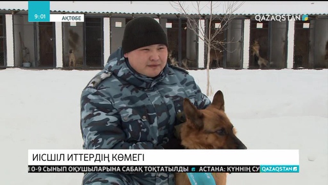 Ақтөбе облысында иісшіл иттердің көмегімен бір жылда 400-ден астам қылмыс ашылған