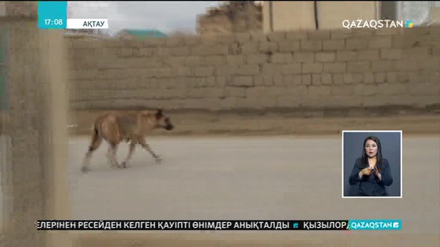 Ақтауда біреудің жеріне ұрланып кірген ер адамды ит талап өлтірді