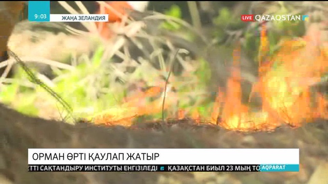 Жаңа Зеландияда орман өртінің кесірінен 3 мыңдай адам қауіпсіз жерге көшірілді
