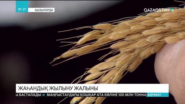 Климаттың өзгеруінен күріш өндіру 30 пайызға азайып кетуі мүмкін