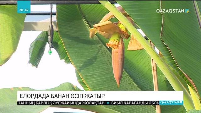 Астанада банан өсіп жатыр