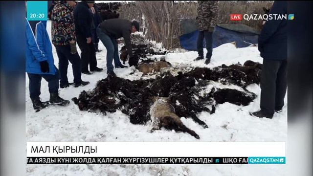 Қызылорда облысының Жаңақорған ауданында  мал қырылды