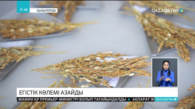Күріш егістігінің көлемі азайды