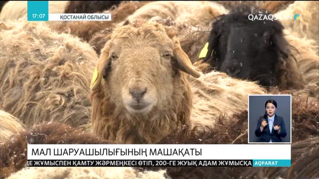 Мал шаруашылығының машақаты