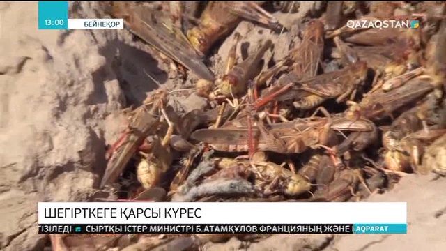 Түркістан облысында шегірткеге қарсы күрес жұмыстарына дайындық басталды