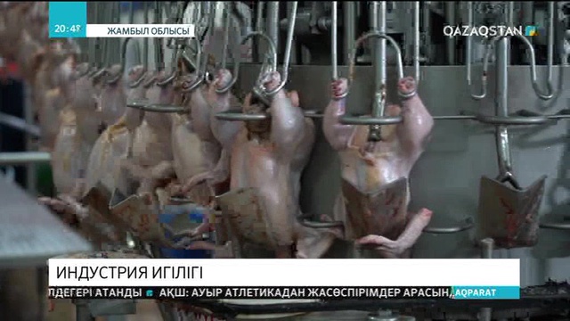 Жамбыл облысында құс етінің өндірісі артпақ