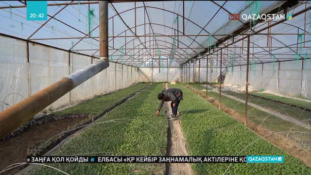 Түркістан облысында көктемгі егіс жұмыстары басталды
