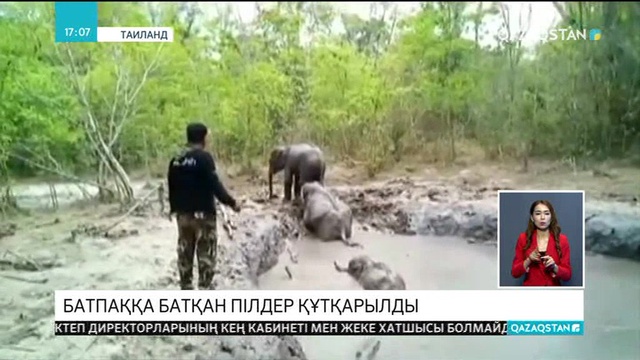 Тайландта батпаққа батқан 6 піл құтқарылды