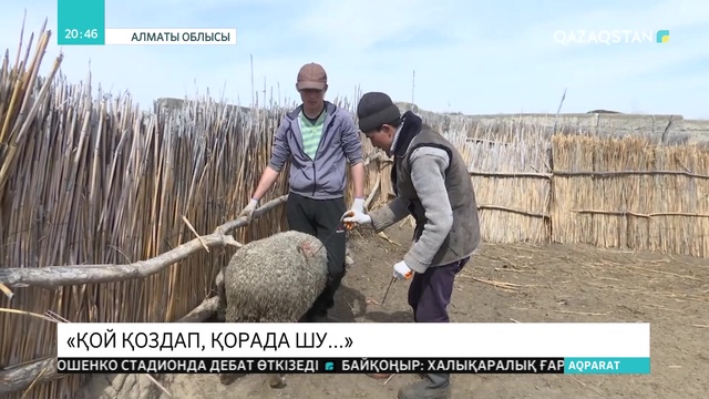 Мал төлдету науқаны басталды