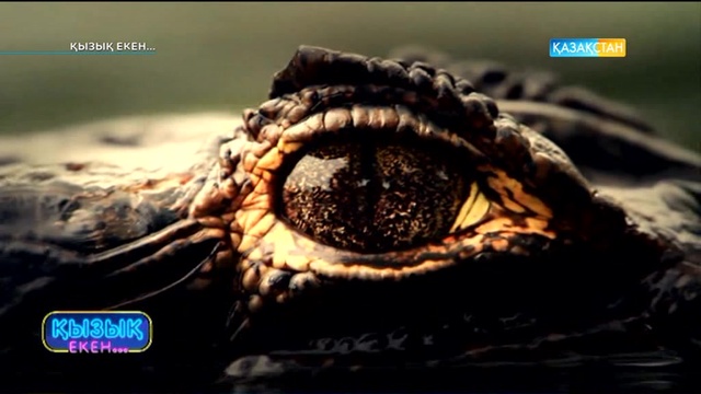 Қолтырауынның көзіне түсіп қалғанда адам не істеуі керек?