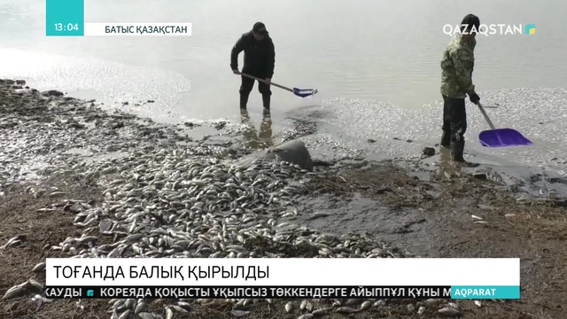 БҚО-ның Қарасу тоғанында балық қырылды