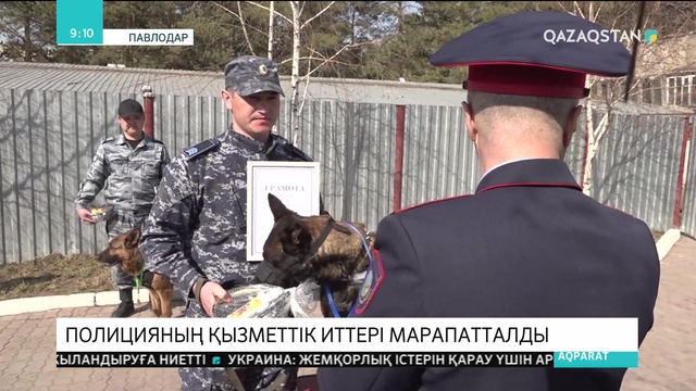 Павлодарда полицияның қызметтік иттері марапатталды