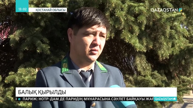 Қостанай облысындағы бірнеше өзен-көлде балық қырылды