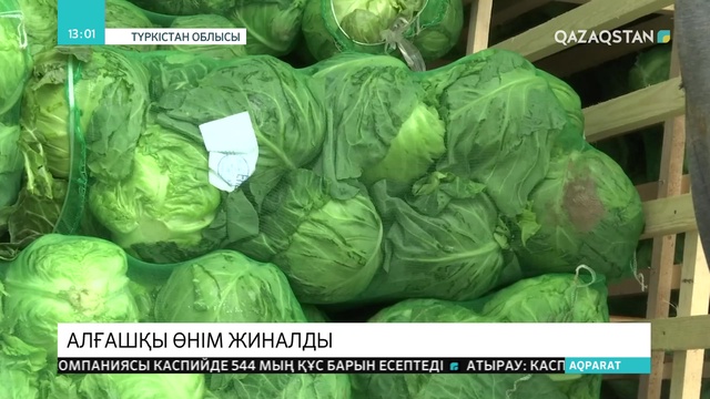 Түркістан облысының диқандары алғашқы өнімдерін жинап үлгерді