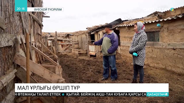 БҚО-да мал ұрлығы өршіп тұр