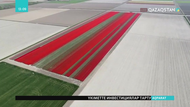 Нидерландқа құлпырған қызғалдақтарды тамашалау үшін миллион турист бармақ