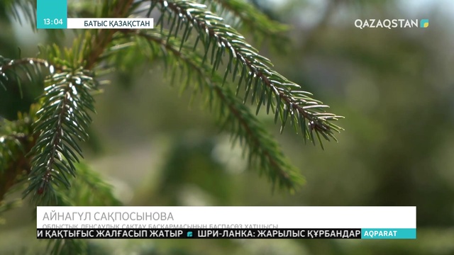 БҚО-да қызғалдақ теруге шыққан 7 оқушы жол апатына ұшырады