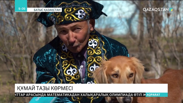 БҚО-ның Бәйтерек ауданында құмай тазылар көрмесі өтті