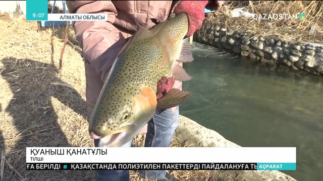 Алматы облысында балық шаруашылығы жанданып келеді