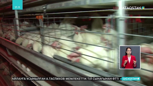 Атырау өңірінде құс шаруашылығы дамып келеді