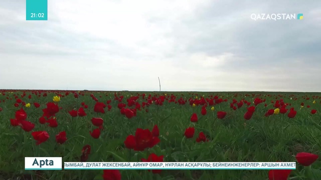 БҚО-ның Қайыңды ауылында қызғалдақ фестивалі өтті