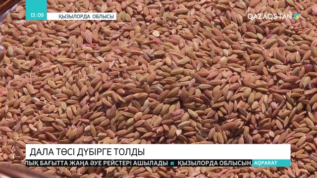 Сыр диқандары жерге дән септі