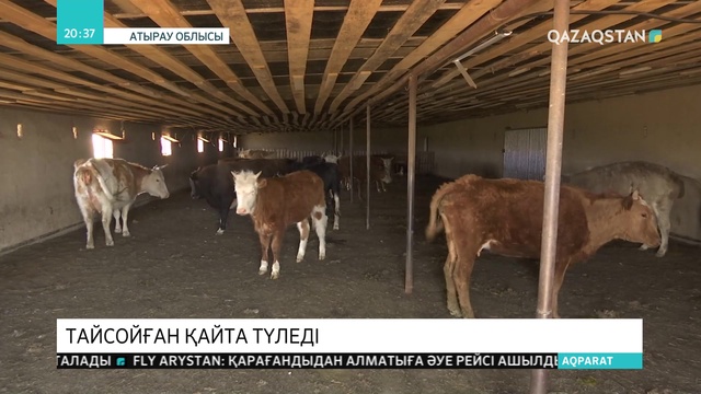 Тайсойған қайта түледі