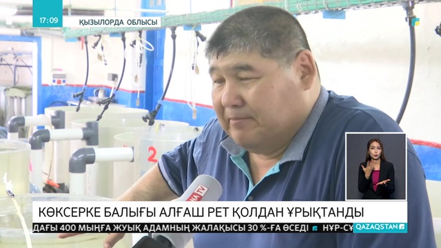 Елімізде алғаш рет көксерке балығы қолдан ұрықтандырылып, көбейтіліп жатыр