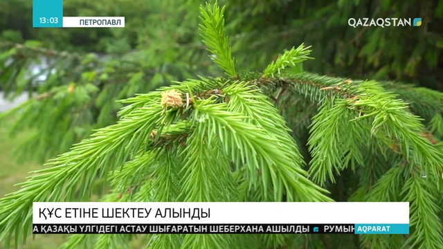 Ресей Федерациясы СҚО-дан жеткізілетін құс етіне шектеуді алып тастады