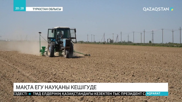 Түркістан облысында мақта егу науқаны 20 күнге кеш басталды